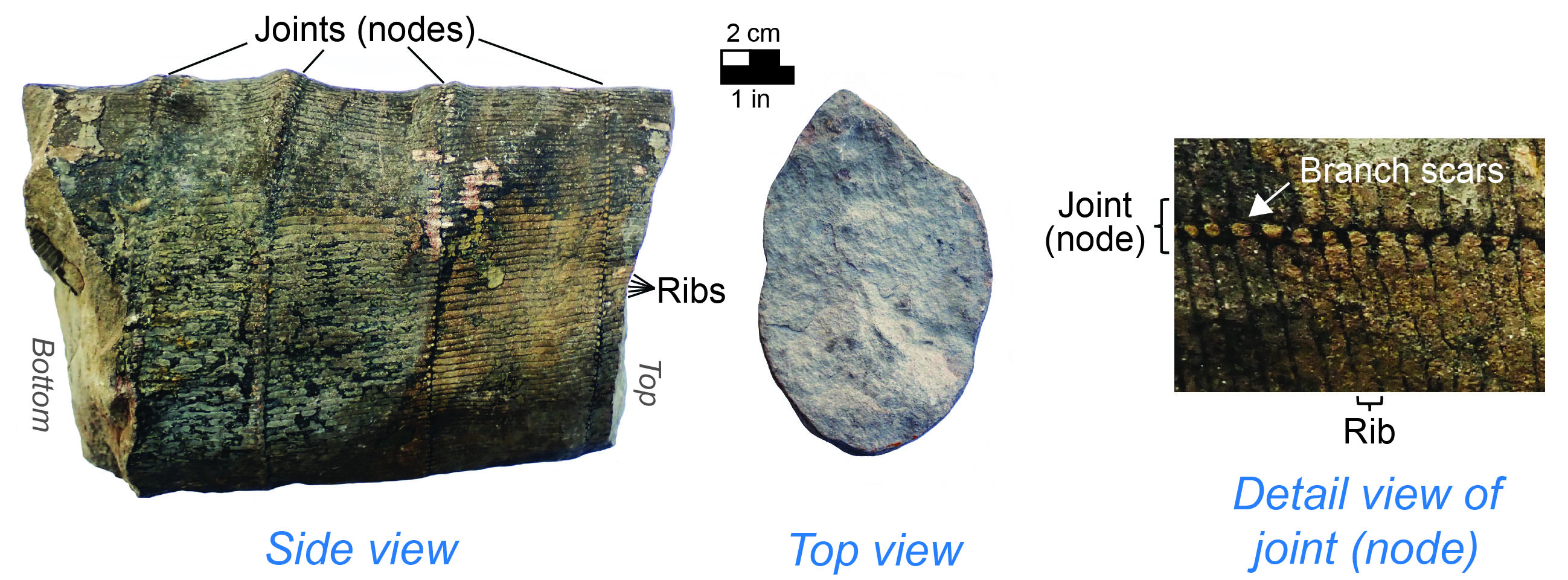 Mastodon molars and jaw fragment and relative position of the fossil in the skull.